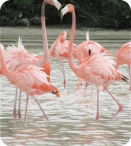 NESTS AND WATCHING FLAMINGOS